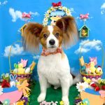 パピヨン　ゆずくん