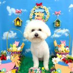 ビションフリーゼ　こはくくん