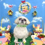 シーズーｘペキニーズ　　テヤンくん　泥パック