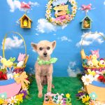 トイプードル　海空（アクア）くん