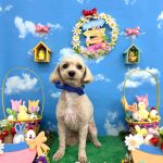 マルプー　ロイくん