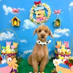 トイプードル　ラッキーくん