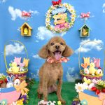 トイプードル　うららくん