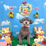 トイプードル　ミニちゃん