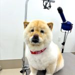 チャウチャウ　ぽんちゃん