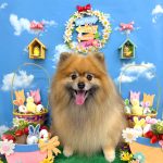 ポメラニアン　コロンちゃん