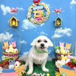 マルチーズ　ちのくん