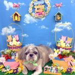 シーズー　陽斗くん