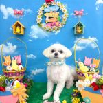 チワワｘマルチーズ　ポルンくん