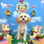 初めてご来店　キャバリア＆プードル　くるみちゃん　PV動画あり