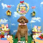 トイプードル　めいちゃん