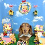 ダックスフンド　レオンくん