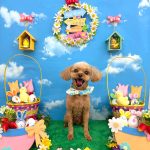 トイプードル　レオくん