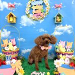 トイプードル　モアちゃん