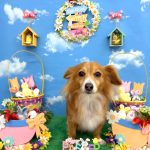 チワックス　メルちゃん