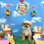 チワプー　マロンくん