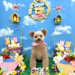 トイプードル　てんてんちゃん