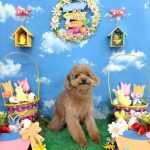 トイプードル　絆愛音(りあん)ちゃん