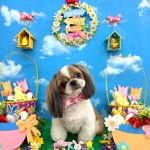 シーズー　スフレちゃん