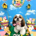 シーズー　マフィンちゃん