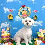 マルプー　コムギくん