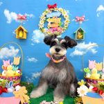 ミニュチュアシュナウザー　ベルちゃん