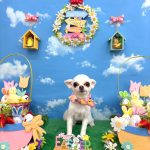 チワワ　空（くぅ）ちゃん