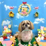 シーズー　陸くん　シルクパック　炭酸泉入浴