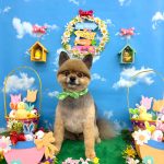 ポメラニアン　ルゥくん