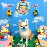 チワワ　隆二くん