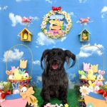 ヨーキー＆プードル　ルナちゃん