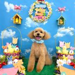 トイプードル　龍之介くん