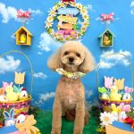 トイプードル　らむちゃん