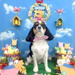 キャバリア　ぱむちゃん