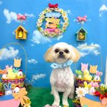 ペキプー　ルイくん