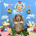 ダックスフンド　アランくん