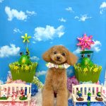トイプードル　うるちゃん