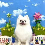 ポメラニアン　りんちゃん