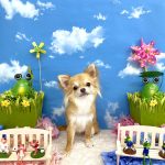 チワワ　モモちゃん