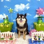 チワｘポメ　あずきちゃん