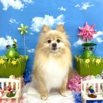 ポメラニアン　まろんちゃん