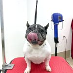 フレンチブルドッグ　ハルちゃん
