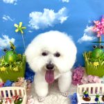 ビションフリーゼ　ゆきくん
