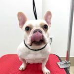 フレンチブルドッグ　あかねちゃん