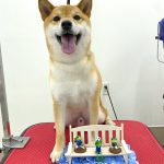柴犬　マサムネくん