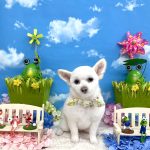 ポメｘプードル　はなちゃん　泥パック