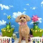 トイプードル　華ちゃん　シルクパック
