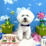 ビションフリーゼ　ゆきくん