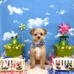 初めてご来店　ポメプー　モコくん　PV動画あり