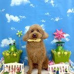 トイプードル　チョビくん　炭酸泉入浴